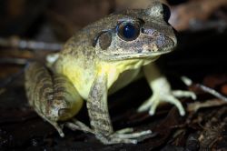 103-Mixophyes australias